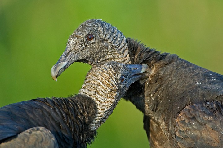 Rabengeier Coragyps atratus Black Vulture